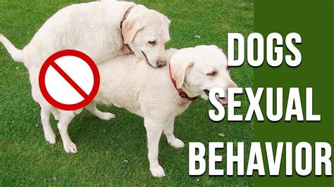 sex in dogs|Sexual Behavior in Dogs 